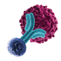 8th T-Cell Engager Therapeutics Summit 2026 Logo